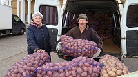 В Луховицах продали 12 тонн овощей
