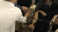 "Зоркие сердца" учат детей понимать собак