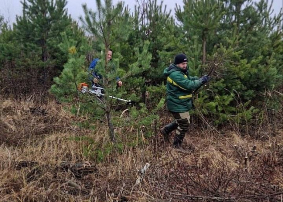 Молодой лес получил новую жизнь благодаря прочистке