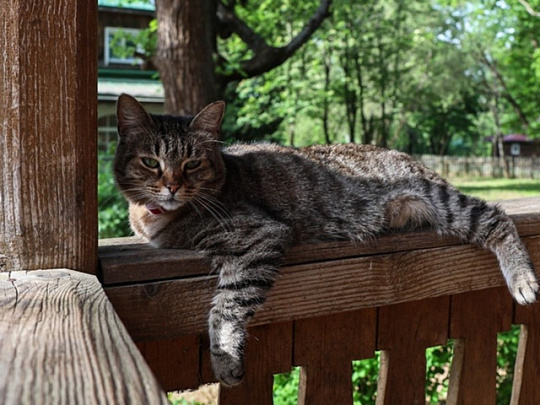 Бесплатно чипировать и вакцинировать домашних животных можно будет в парке "Дубки"