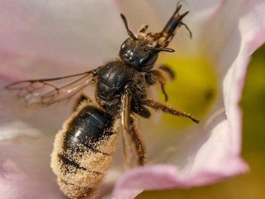 В городском округе Коломна обнаружена краснокнижная пчела
