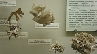 Коломенский краеведческий музей помог науке