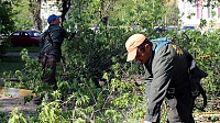 Специалисты ДГХ проводят обрезку деревьев