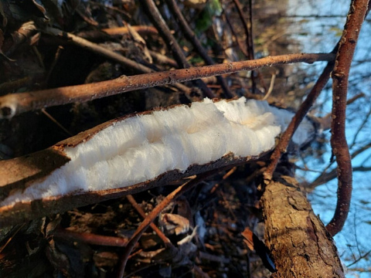 Необычный гриб из Белоомута удивляет исследователей