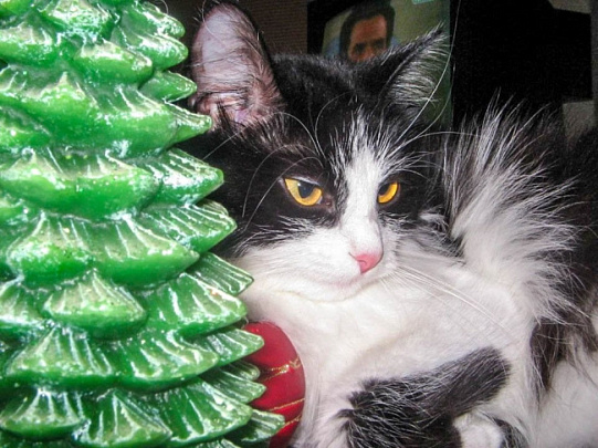 Как поддержать домашнего любимца во время резких изменений погоды 