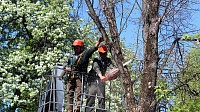 Специалисты ДГХ проводят обрезку деревьев