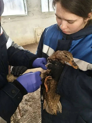 Подмосковных птиц вакцинируют