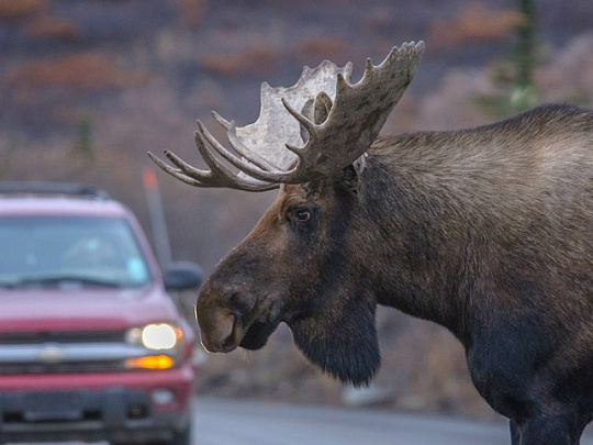 Лосей заметили на Акатьевском шоссе
