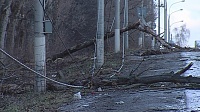 Рядом с родильным домом упало высокое дерево (ФОТО) 