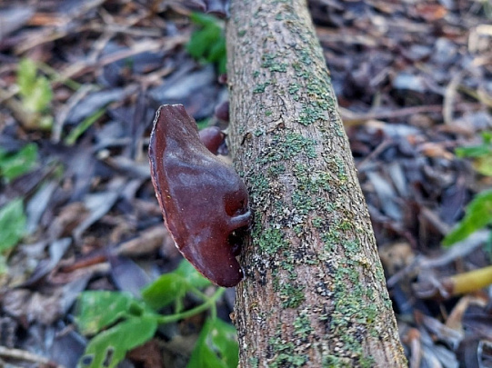 Луховицкий грибник нашёл &quot;Аурикулярию уховидную&quot; под Белоомутом  