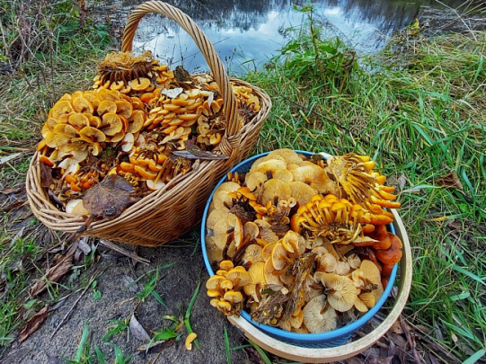 В Луховицах грибники собирают полные корзины опят