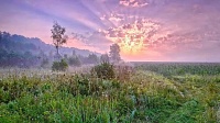 В Подмосковье подвели итоги летнего конкурса лесных фотографий 