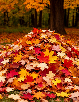 Осенняя листва — рассадник микробов