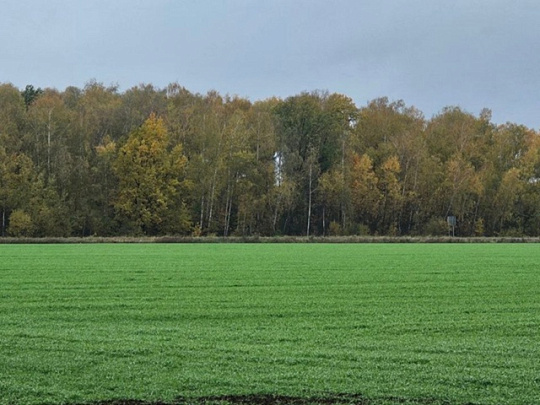 В Озёрах взошла озимая пшеница 