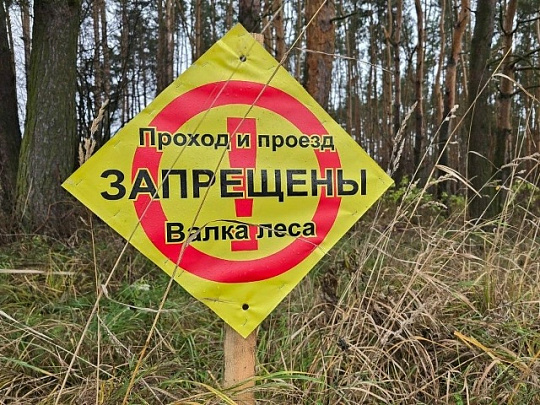 Около деревни Новосёлки проводят санитарную рубку из-за урагана