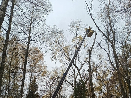 На Старом городском кладбище в Коломне вырубили аварийные дервья