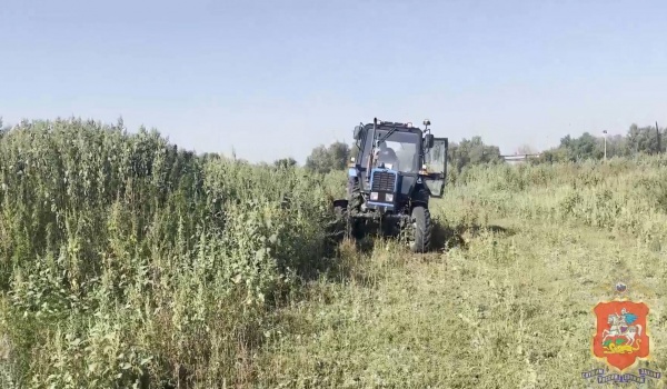 В Коломне полицейские уничтожили очаг произрастания дикорастущей конопли