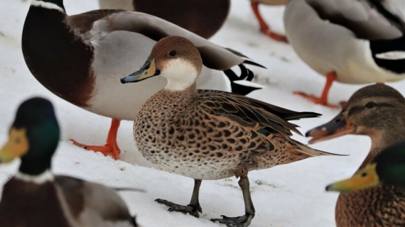 Как помочь зимующим птицам и кто из них перестал улетать в тёплые края?