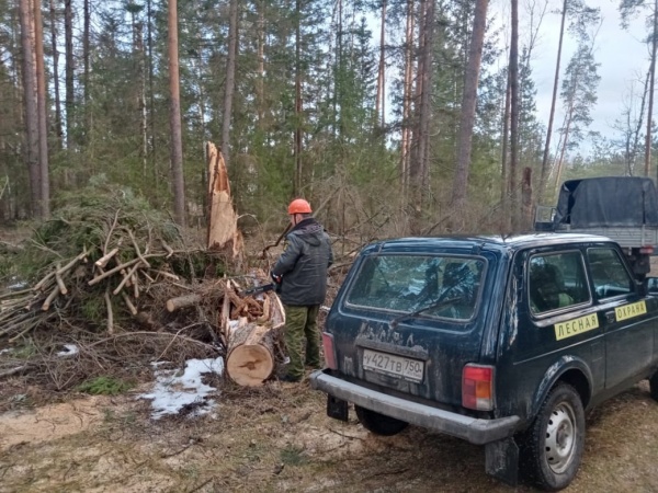 В Луховицах лесничие освободили дорогу от упавших деревьев 