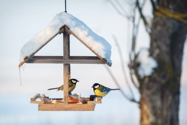 Коломенские школьники помогли птицам выжить зимой