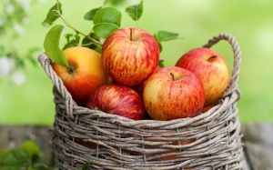 В Подмосковье соберут хороший урожай яблок
