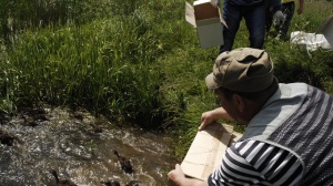 Охотоведы в Коломенском районе выпустили на волю более 150 уток