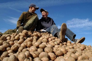 В Подмосковье соберут большой урожай картофеля