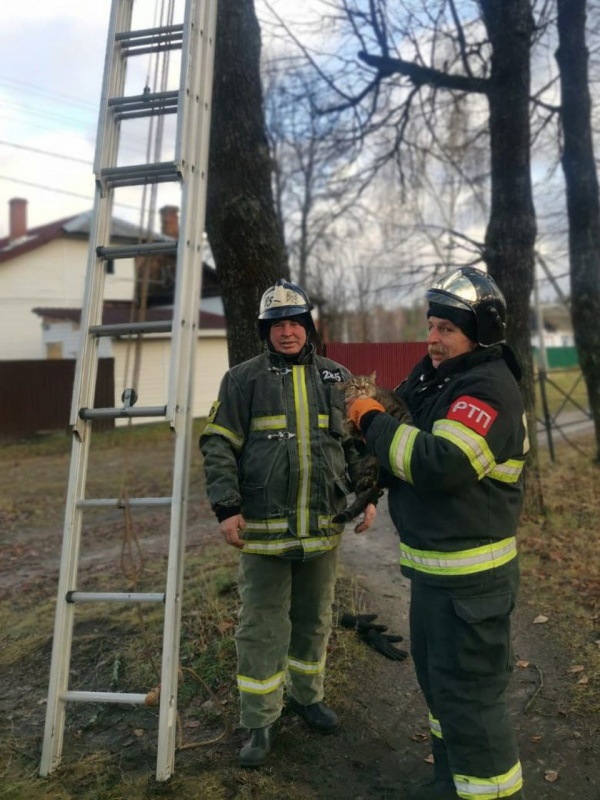 Егорьевские спасатели сняли кота с дерева