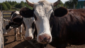 Случай бруцеллеза крупного рогатого скота зафиксировали в Коломенском районе