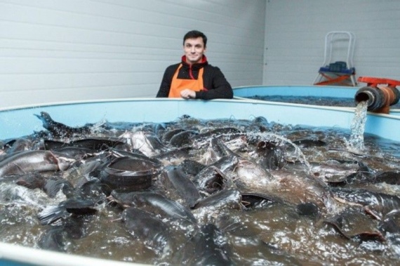 Современные технологии производства рыбы используют в Луховицах