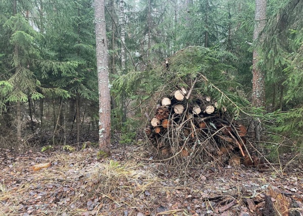 В лесу под Егорьевском убрали неликвидную древесину