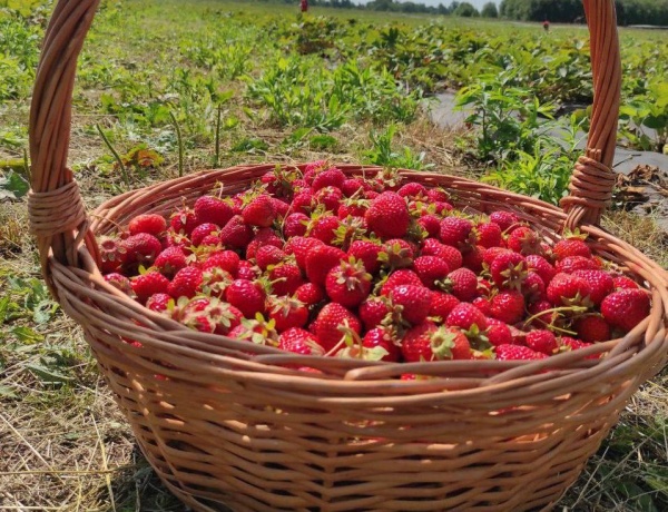 Коломенское предприятие передало урожай ягод в детский дом