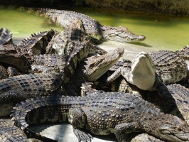В Коломне приютили 13 крокодилов