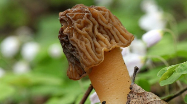 В начале апреля ожидается массовое появление грибов