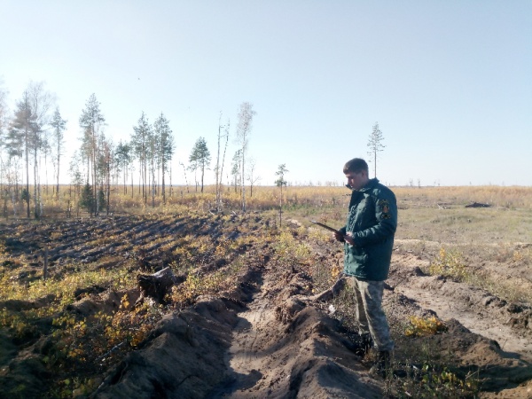 В Луховицах проводят работы по естественному возобновлению леса