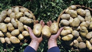Белорусские студенты будут убирать картошку в Сергиевском