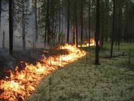 Сегодня в Подмосковье официально начался пожароопасный сезон 