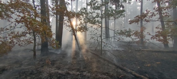 За сутки в Подмосковье произошло 8 лесных пожаров