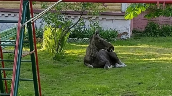 Осторожно, агрессивные лоси!