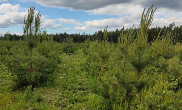 В Егорьевске проконтролировали выполнение лесоводственного ухода