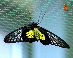 Выставка тропических бабочек в Коломне продлится до 16 ноября
