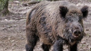 Африканской чумы не выявили у живых кабанов и свиней в Луховицком районе