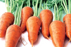 Предприятие "Пойма" Луховицкого района может собрать в этом году рекордный урожай моркови