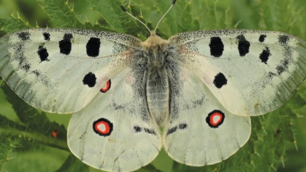 Исследования по изучению популяции бабочки — обыкновенного аполлона проведут в Подмосковье