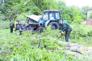 Сотрудники ДГХ омолодили почти сотню деревьев