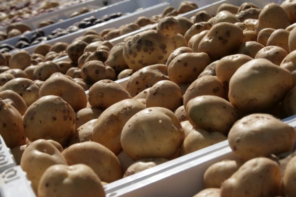 В Подмосковье собрали более 170 тысяч тонн картофеля
