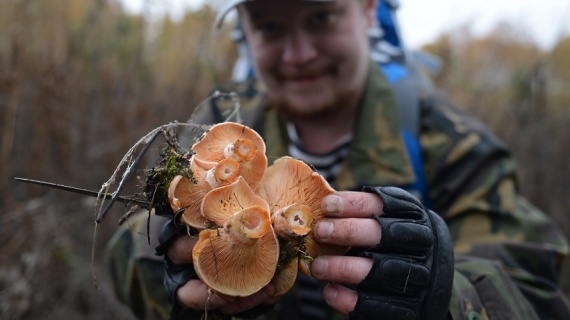Осенние грибы появятся в лесах в середине сентября