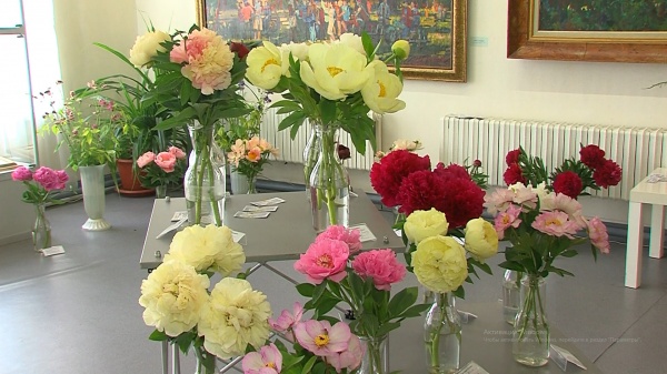Коломенские цветоводы-любители показали "Цветы июня"