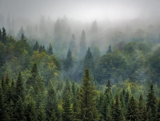 430 млн рублей на проект сохранения подмосковных лесов 
