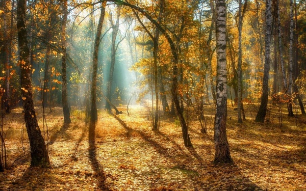 Комитет лесного хозяйства запустил конкурс осенних фотографий